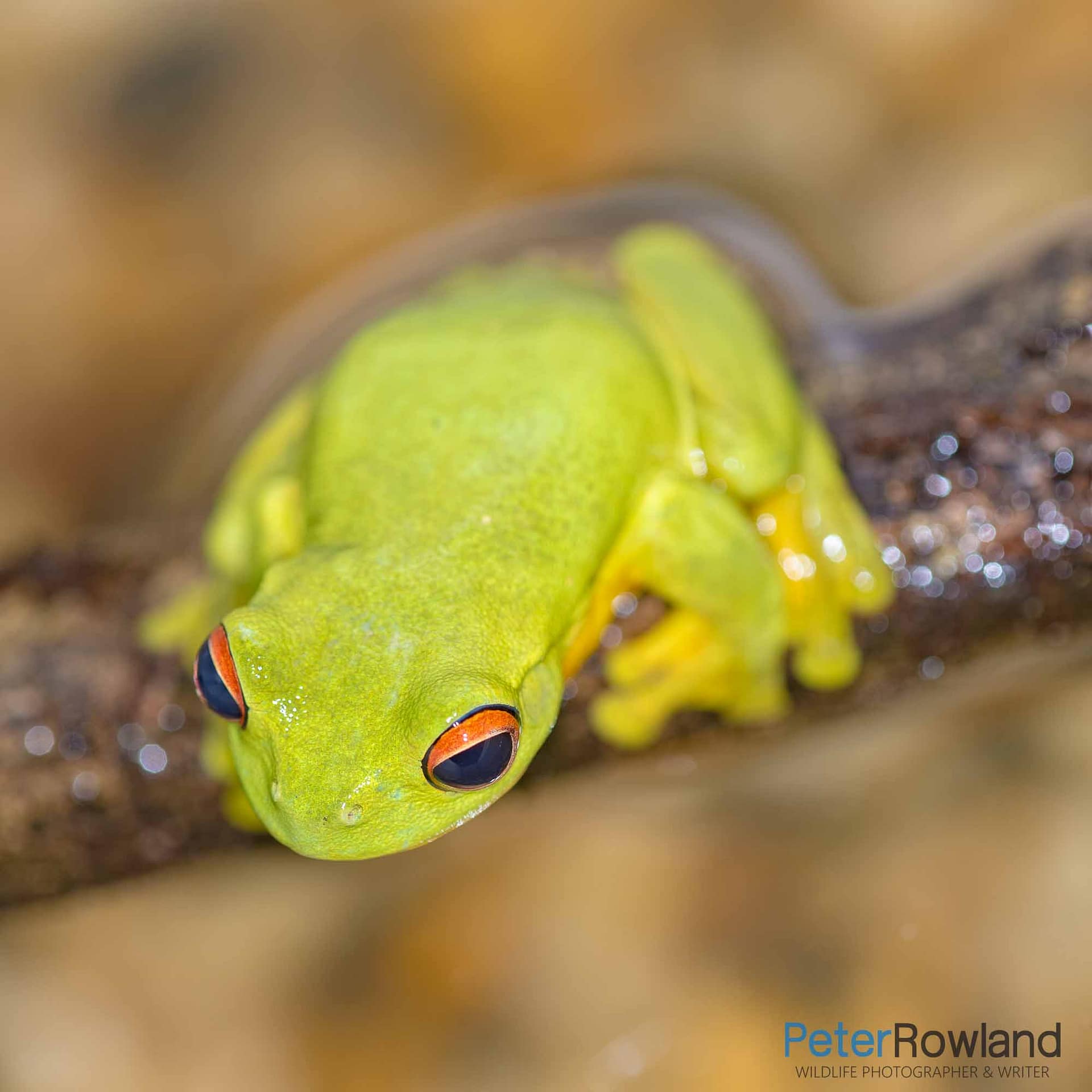 A Dainty Green Tree Frog about to jump into water from a log