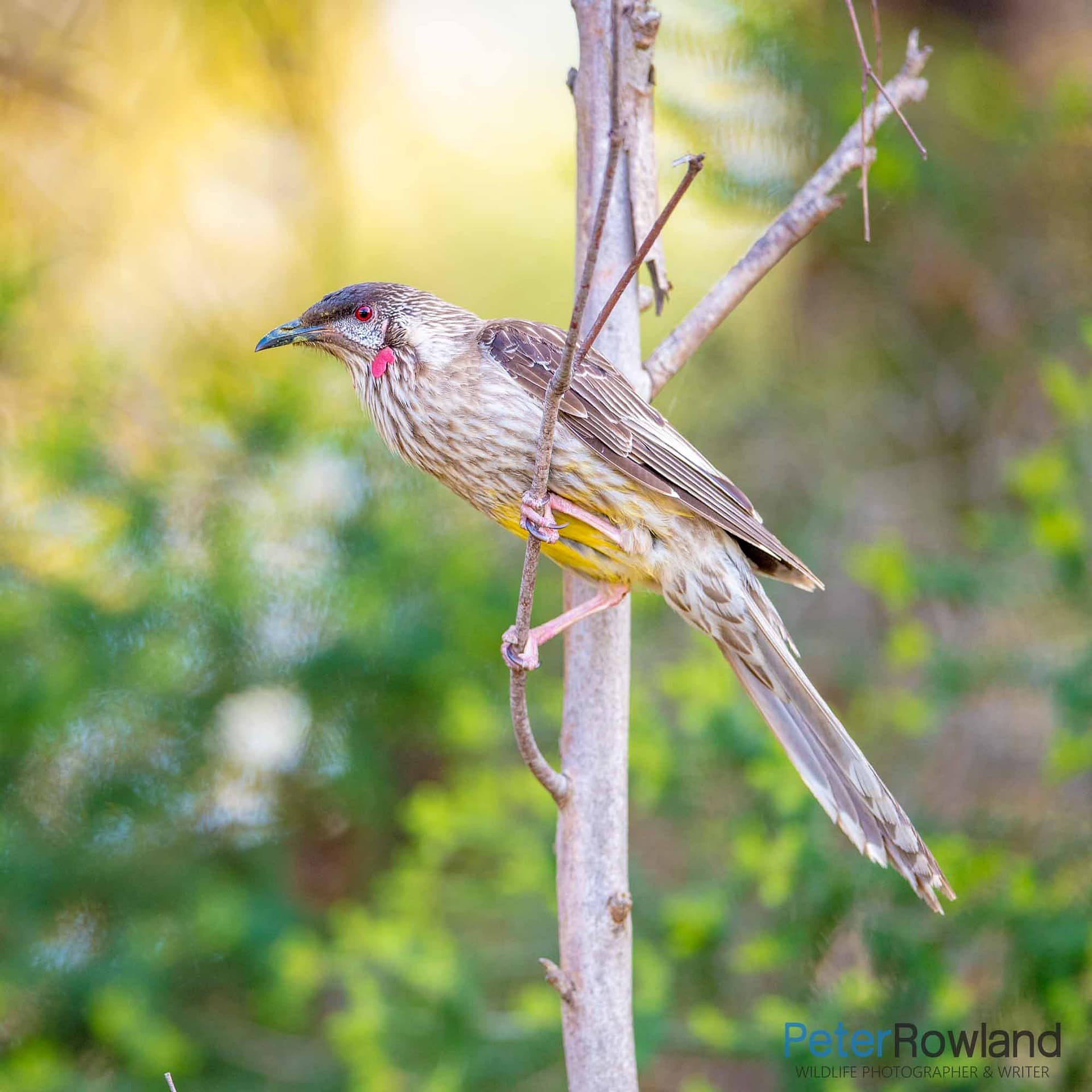 Red Wattlebird Anthochaera carunculata A Red Wattlebird, with red lores enlarged, perching on a thin branch