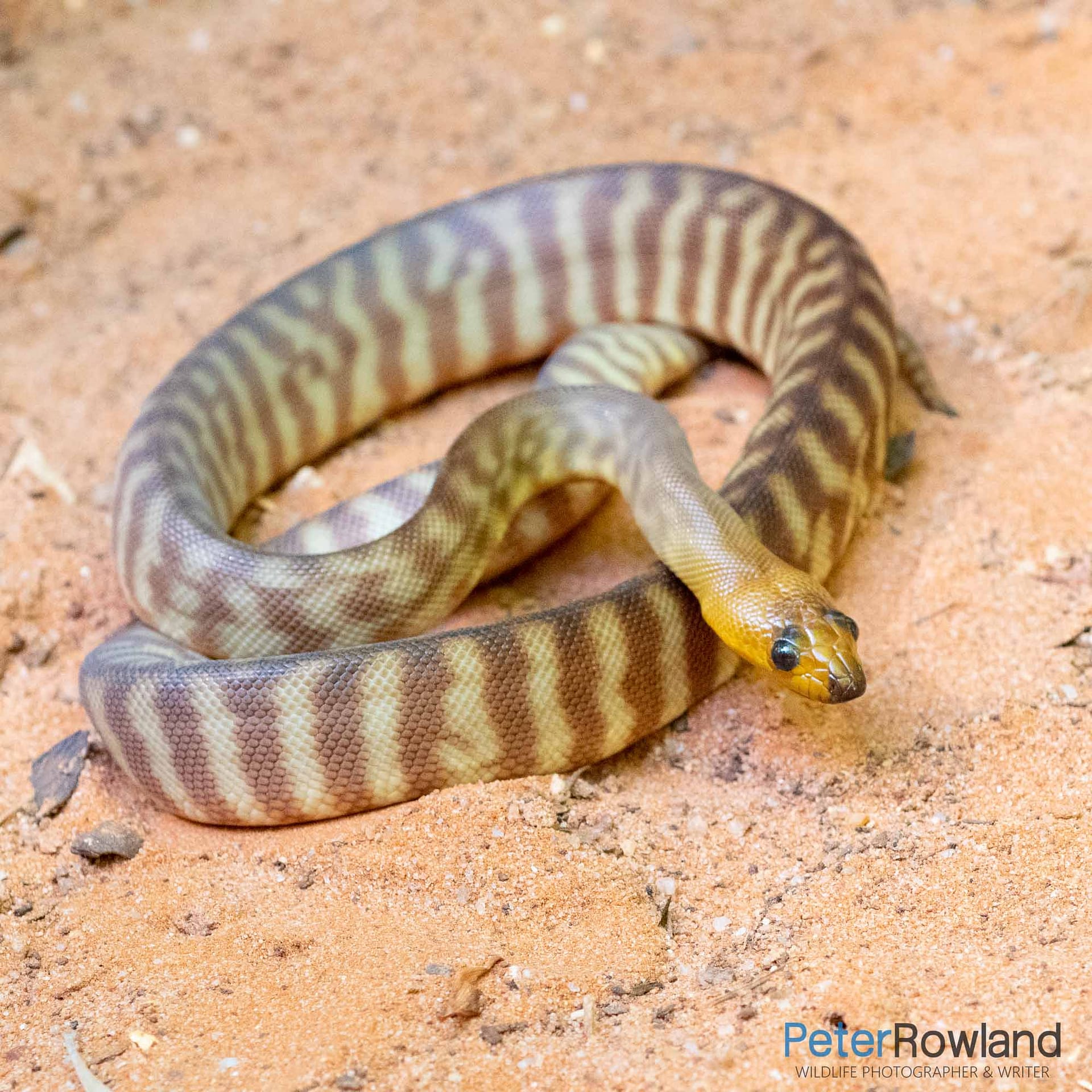 Woma A Woma coiled up on the sandy ground