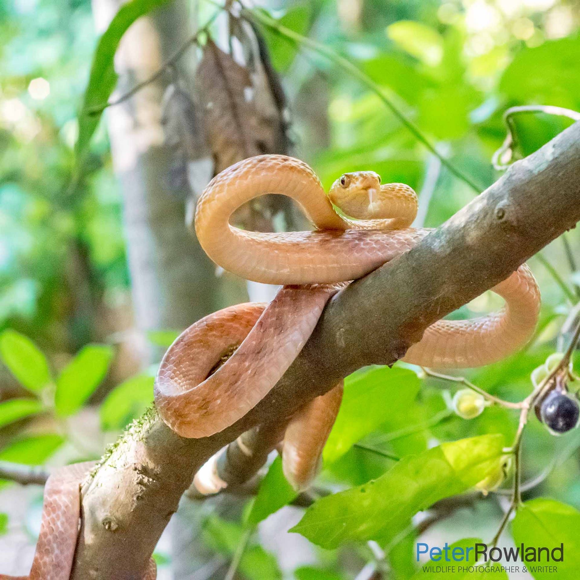 A Brown Tree Snake on a branch in the rainforest