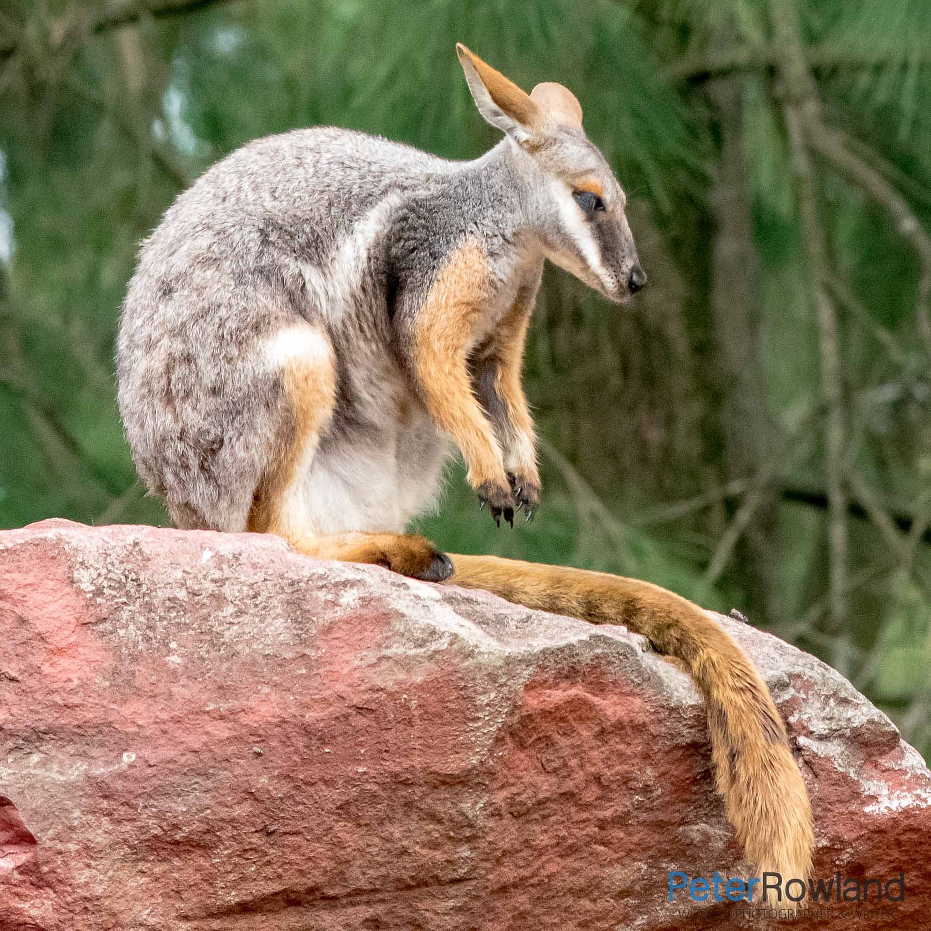 A Yellow-footed Rock-wallaby resting on an exposed rock