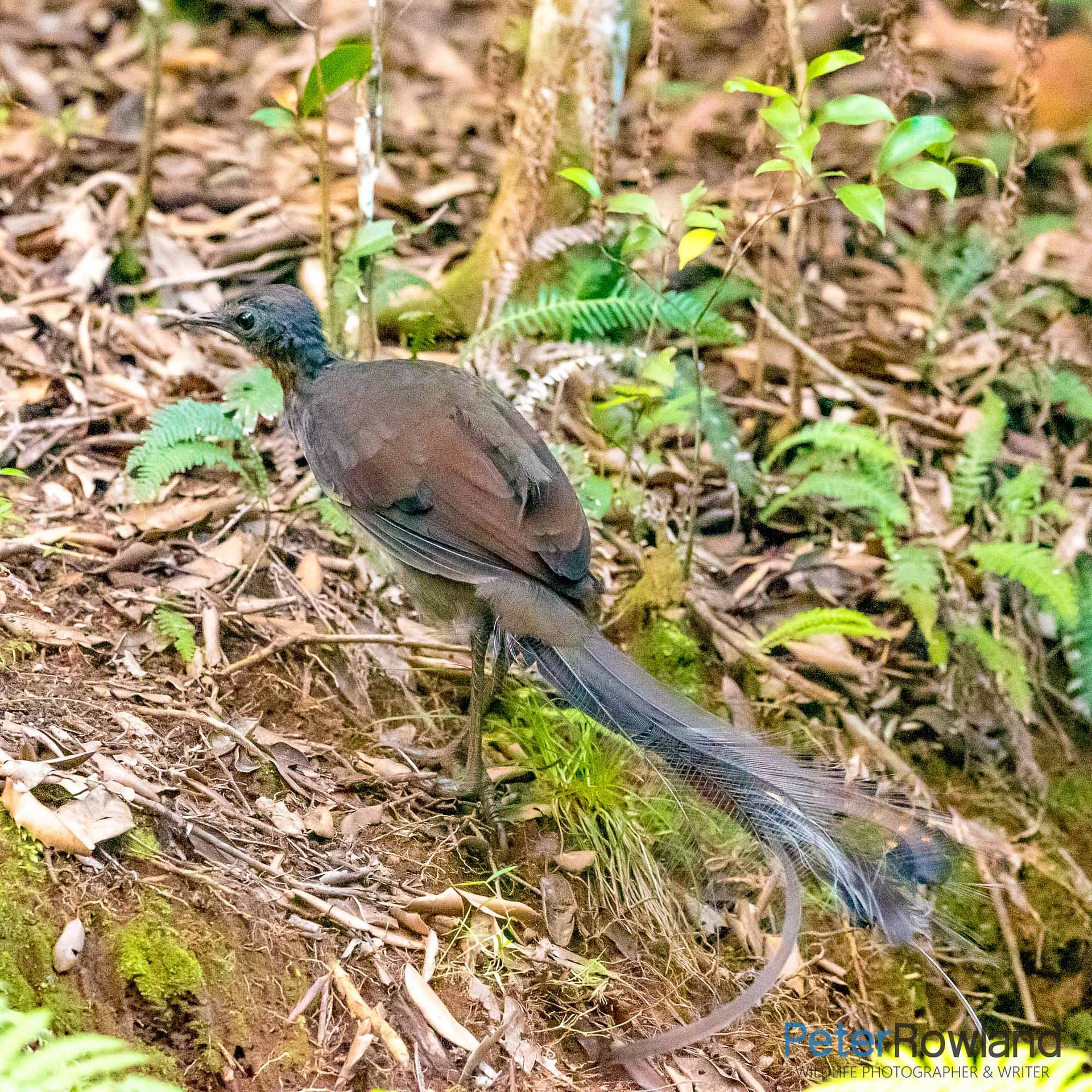 A Superb Lyrebird running through a clearing in the rainforest