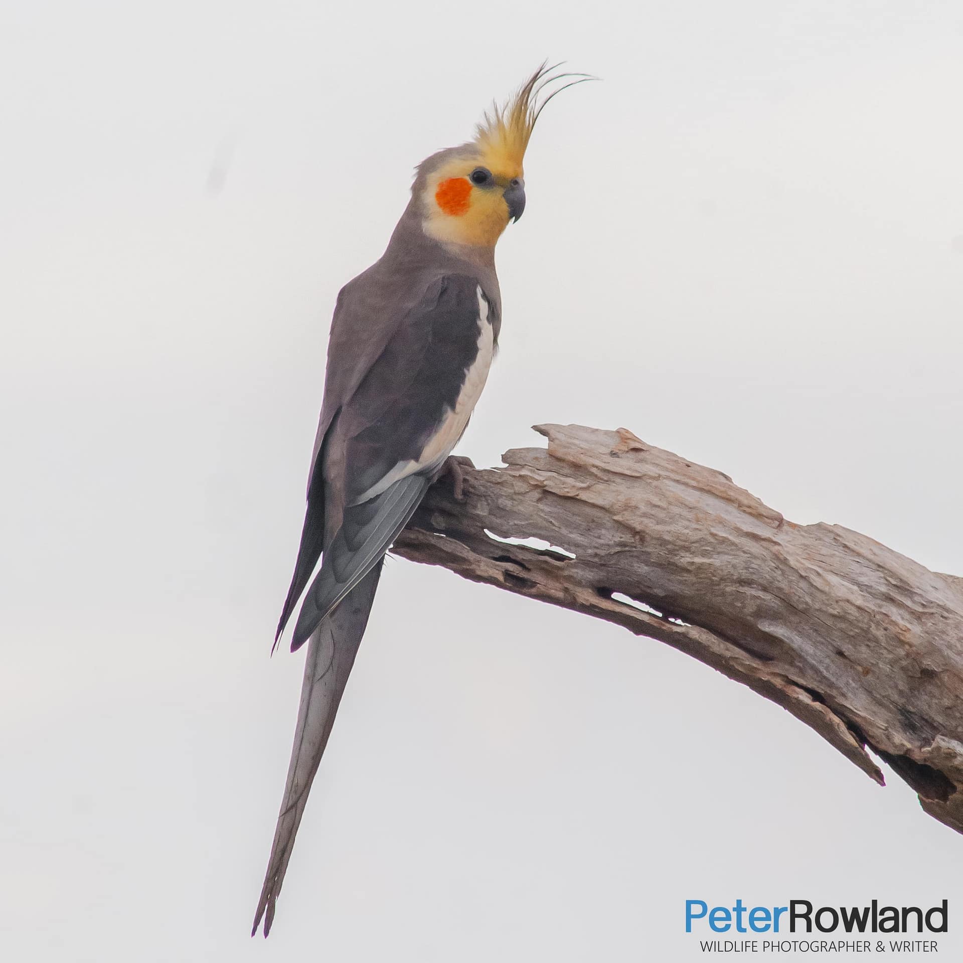 A Cockatiel perched at the end of a dead tree branch