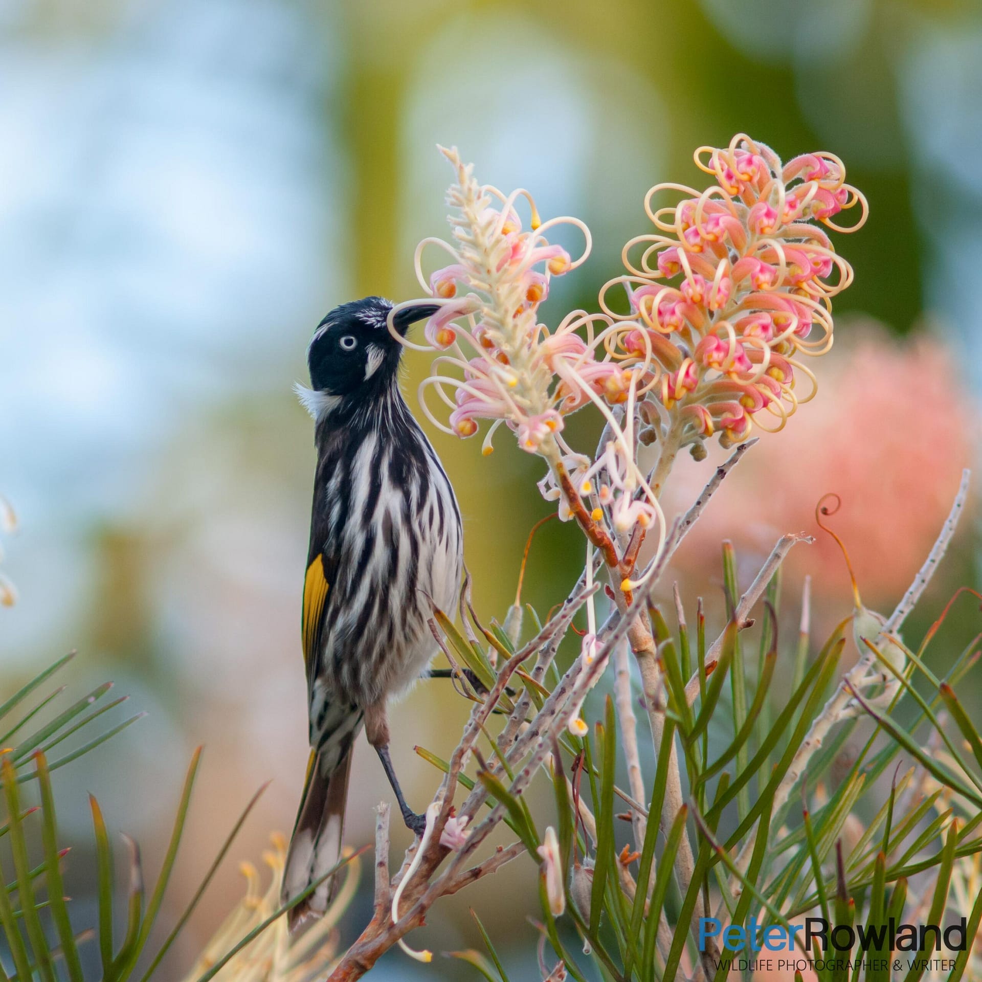 A New Holland Honeyeater feeding on a flower