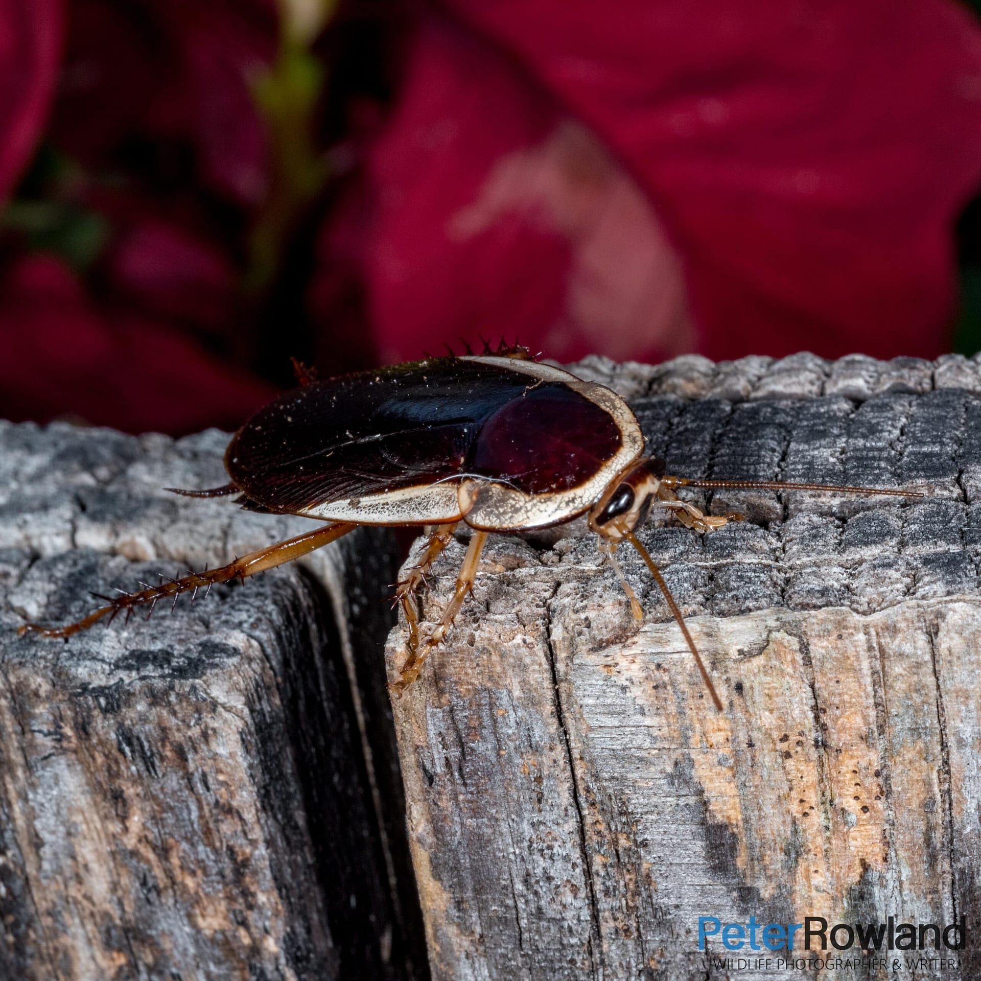 A Common Methana cocktoach crawling along the edge of a plant pot