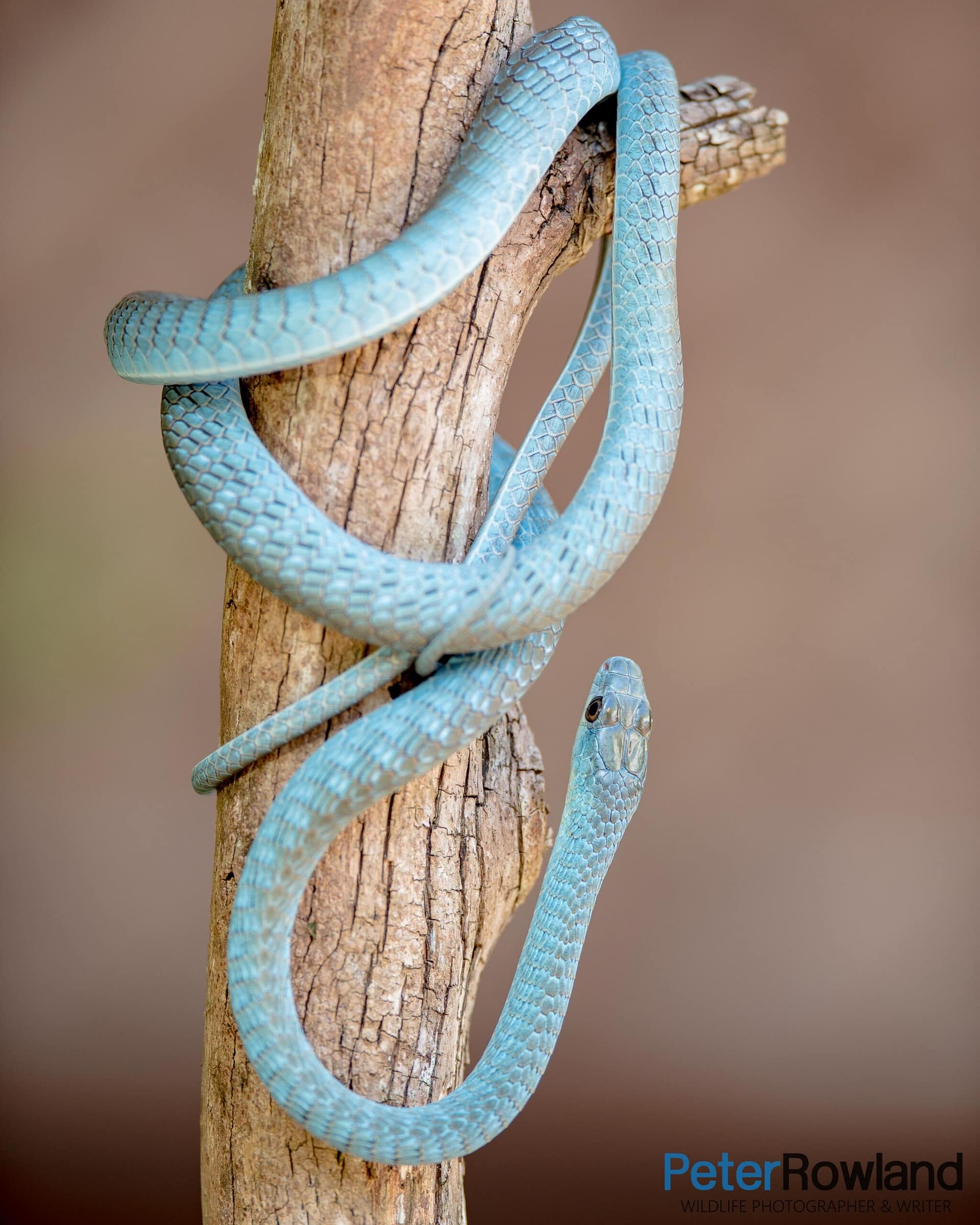 Green Tree-snake - Dendrelaphis punctulatis Green Tree-snake (blue colour) wrapped around trunk of dead tree