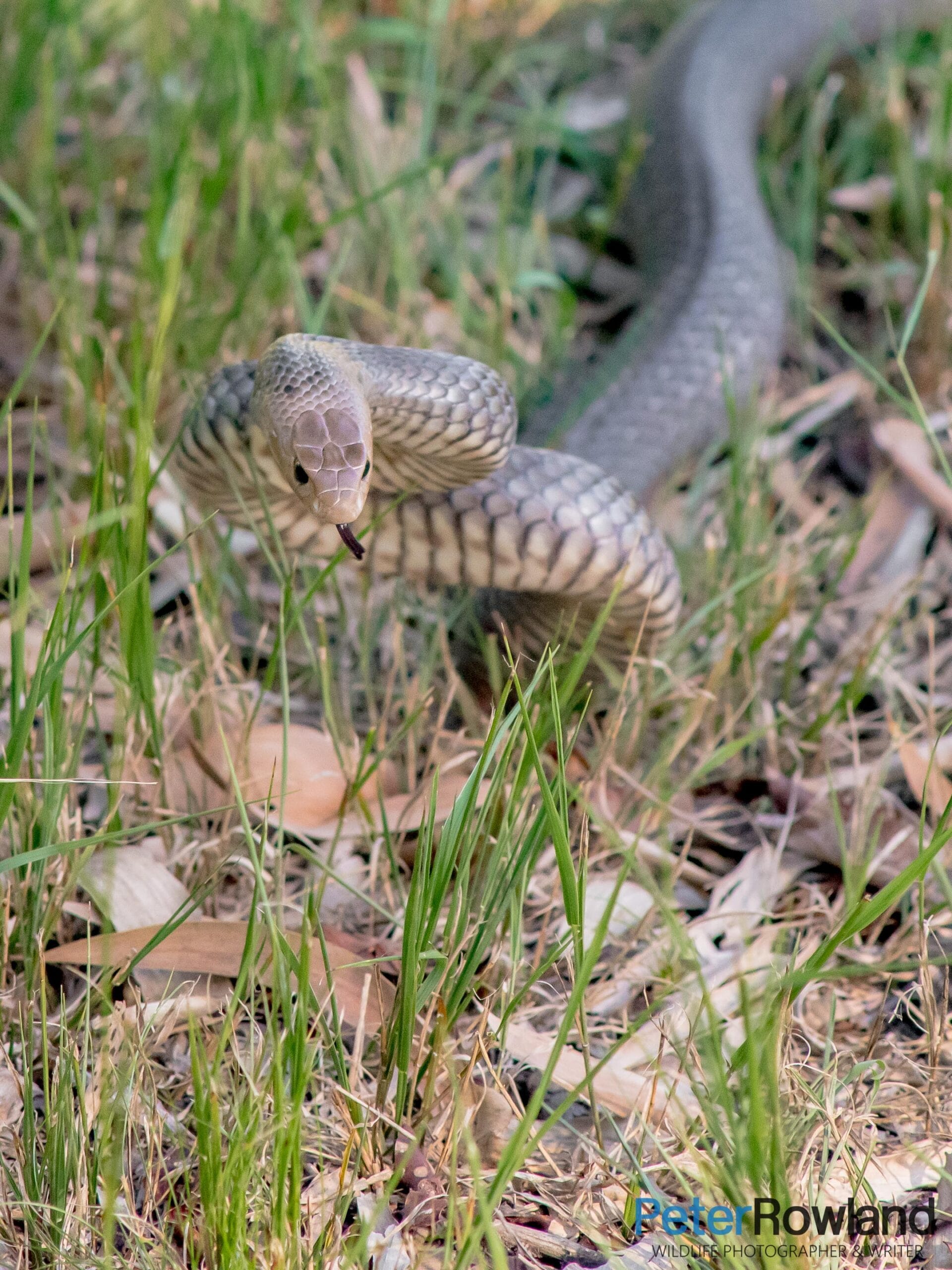 An Eastern Brown Snake making a threatening display.