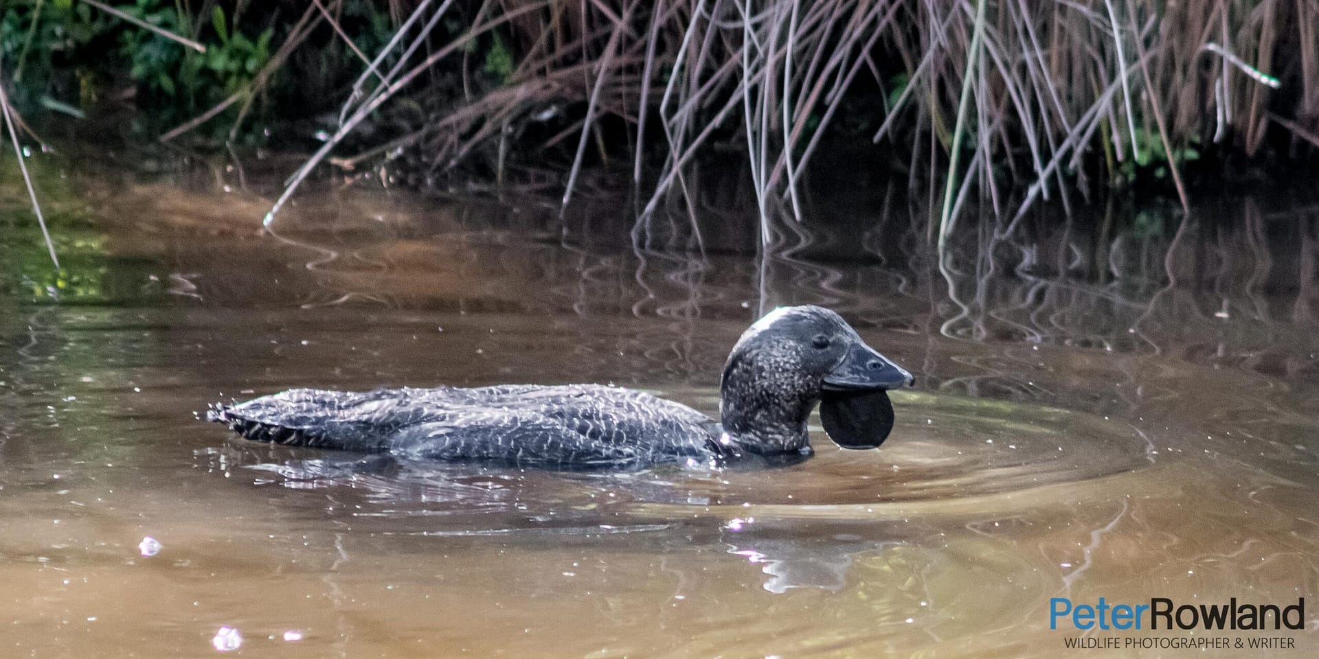 A male Musk Duck swimming on the surface of an inland waterway