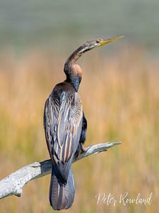 An Australasian Darter perched on a dead branch
