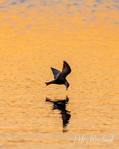 A Whiskered Tern Flying low over the water with an insect it has caught