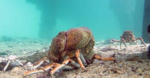 Spidercrab moulting