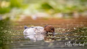 Australian Wood Duck feeding on the surface of a pond with floating pond weed and green plants in background