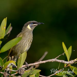 A Lewin's Honeyeater perched on a branch of shrub in morning sunlight within Byron Bay Wetlands