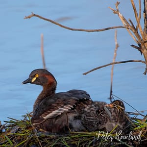 An Australasian Grebe and chicks in a floating nest on a dam