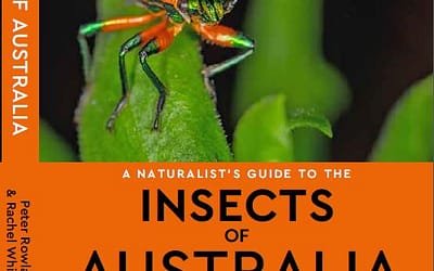 Insects of Australia