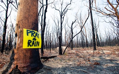 Bushfire Recovery