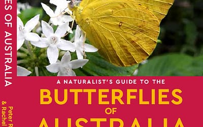 Butterflies of Australia