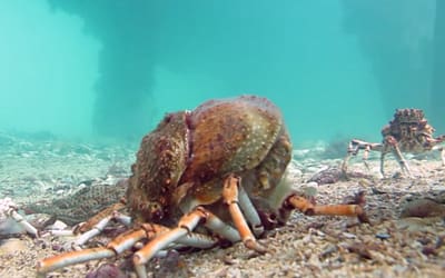 SOS – Save Our Spidercrabs