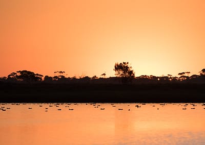 Pink-eared Ducks swimming at sunset