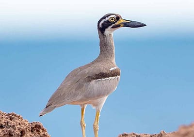 Beach Stone-curlew