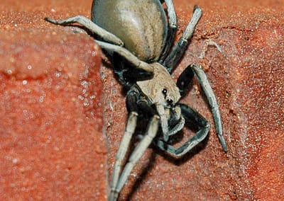 Barking Spider
