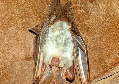 Ghost Bat