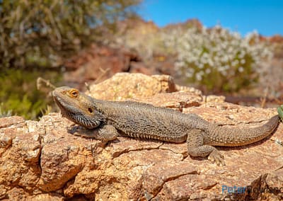 Dragon Lizards