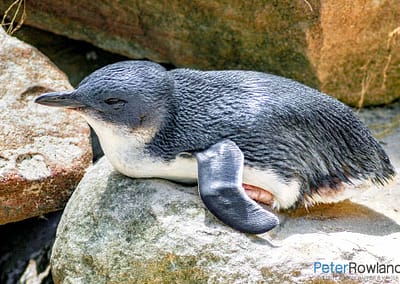 Little Penguin