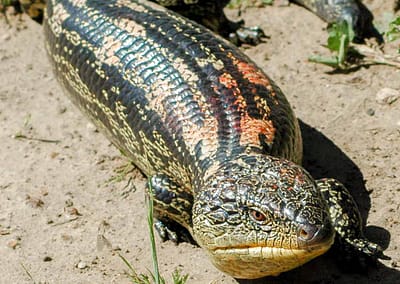 Blotched Blue-tongue