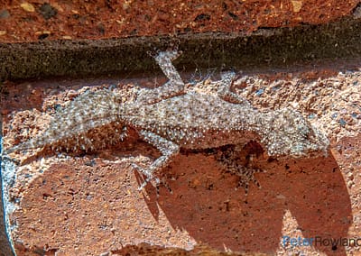 Southern Leaf-tailed Gecko