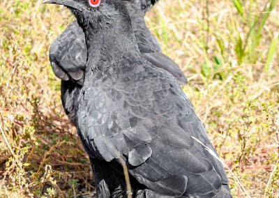 White-winged Chough