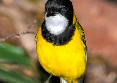 Australian Golden Whistler