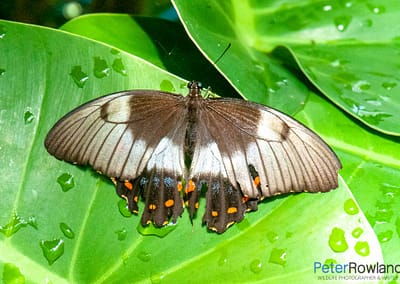 Orchard Swallowtail