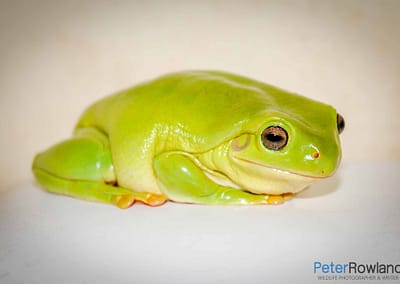 Australian Tree Frogs