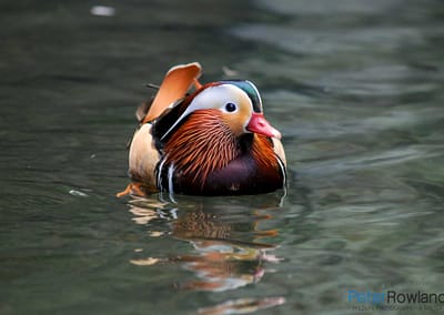 A Mandarin Duck (Aix galericulata) sitting on the surface of a pond, with reflections in water. [Photographed by Peter Rowland]