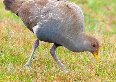 Tasmanian Native-hen
