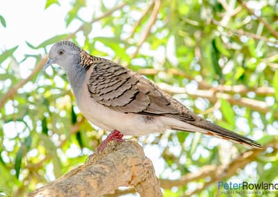 Bar-shouldered Dove