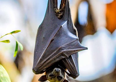 Black Fruit-bat
