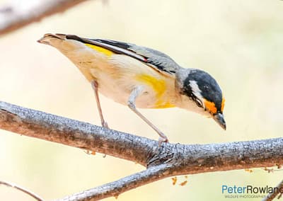 Striated Pardalote