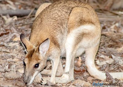 Agile Wallaby