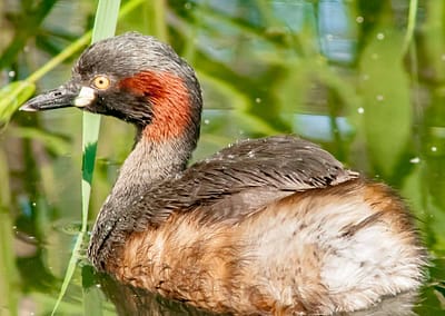 Australasian Grebe