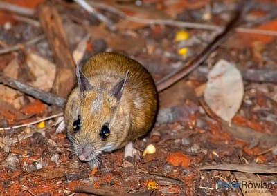 Spinifex Hopping-mouse