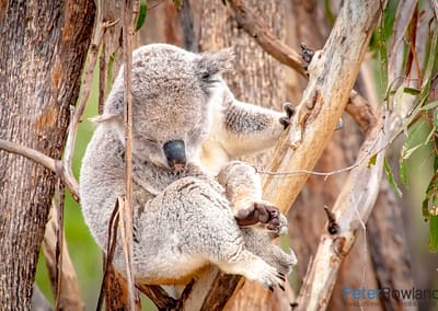 Koala