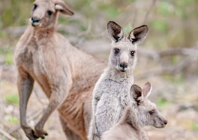 Marsupials