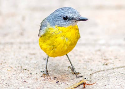Eastern Yellow Robin