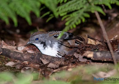 Australian Logrunner