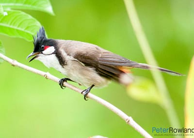 Red-whiskered Bulbul