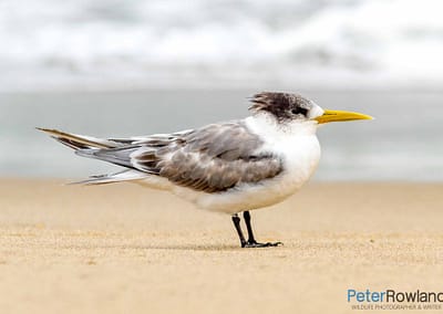 Crested Tern