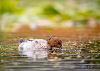 Australian Wood Duck