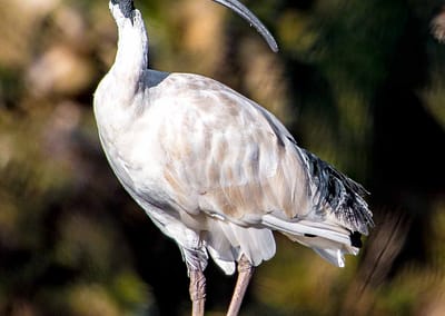 Australian White Ibis